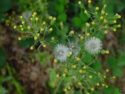 Wood groundsel