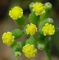 Wood groundsel