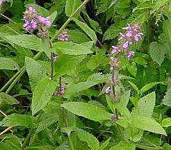 Espiga palustre