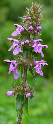 Espiga palustre