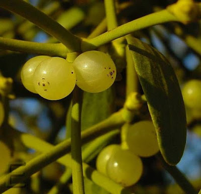 European mistletoe European mistletoe