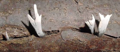 Xylaria hypoxylon