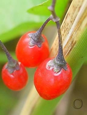 Climbing nightshade Climbing nightshade