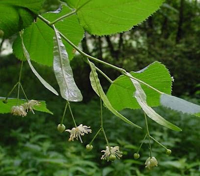 Broadleaf lime Broadleaf lime