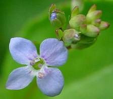Brooklime Brooklime