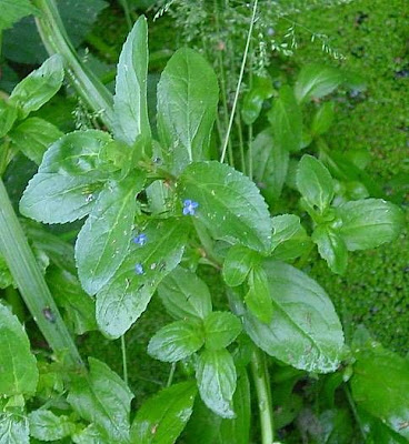 Brooklime Brooklime