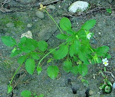 Field pansy