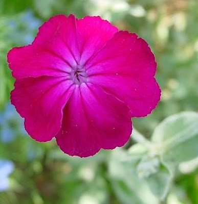 Crotonella coronaria Crotonella coronaria