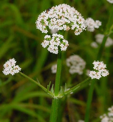 Valeriana dioica,
marsh valerian,
marsh valeriana,
Valeriana palustre,
woods valerian