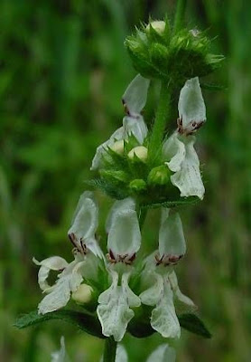 Stachys recta L.