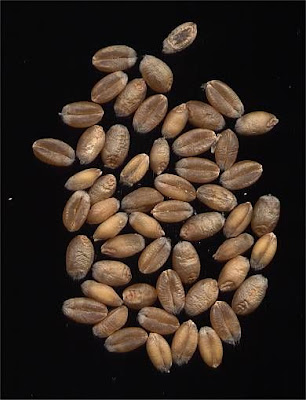 Frumento