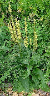 Black mullein Black mullein