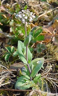 Claspleaf pennycress Claspleaf pennycress
