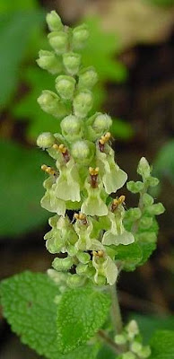 Camedrio scorodonia Camedrio scorodonia