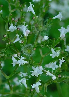 Valeriana officinalis,
common valerian,
garden heliotrope,
garden valerian,
garden-heliotrope,
valerian
