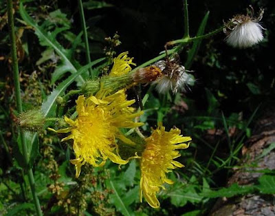 Corn sow thistle Corn sow thistle