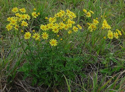 Jacobaea vulgaris,
erva-lanceta-do-Canad&aacute;,
Senecione di S. Giacomo,
St. James'-wort,
stinking Willie,
tansy ragwort