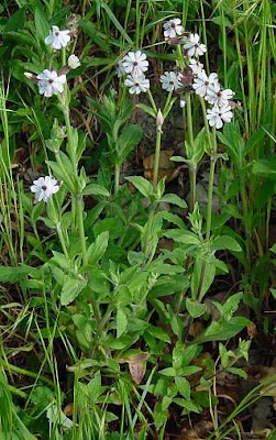 Bladder-campion Bladder-campion