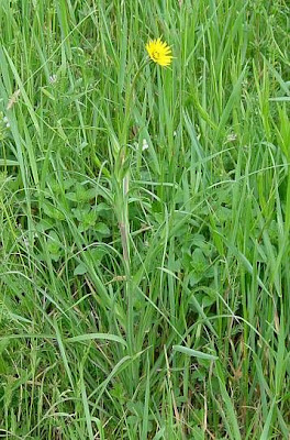 Goat's-beard