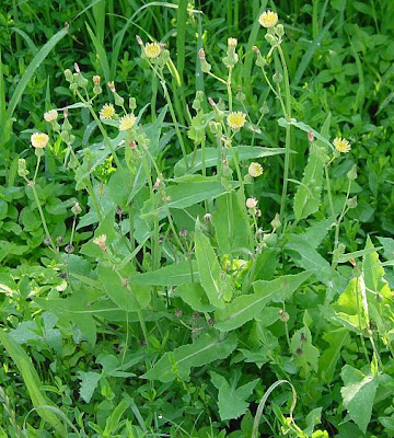 Common sow-thistle Common sow-thistle