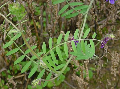 Cow vetch Cow vetch