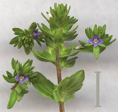 Common speedwell Common speedwell