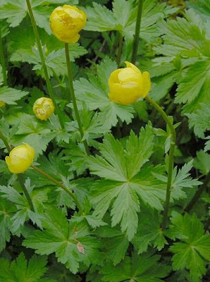 Trollius europaeus L.