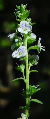 Brightblue speedwell Brightblue speedwell
