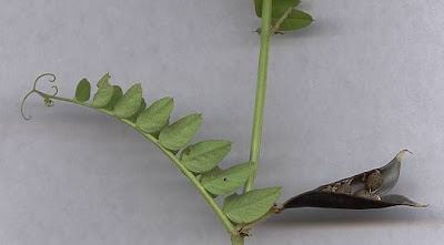 Bush vetch
