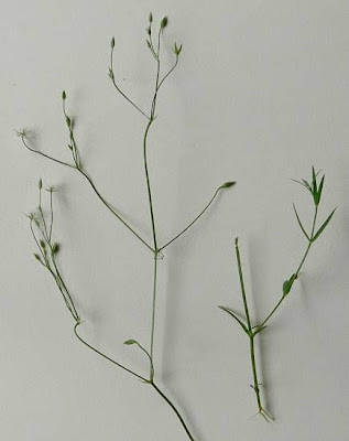 Grass-leaf starwort Grass-leaf starwort