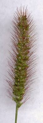 Pigeon grass