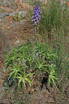 Delphinium pictum Willd.