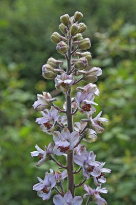 Delphinium pictum Willd.