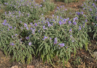 Bull-nettle Bull-nettle
