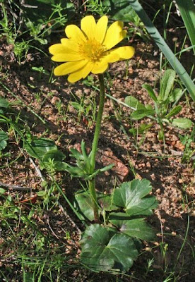 Yellow Anemone
