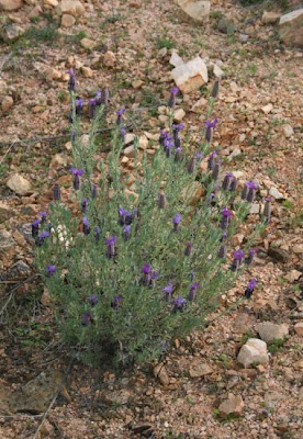 Lavandula stoechas L.