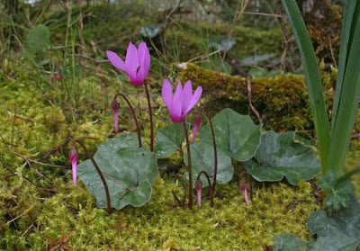 Efeubl�ttriges Alpenveilchen