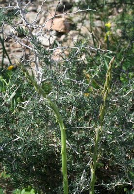 Asparago bianco Asparago bianco