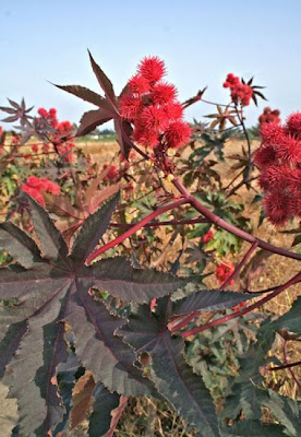 Ricinus communis L.