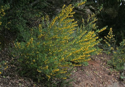 Citiso trifloro Citiso trifloro