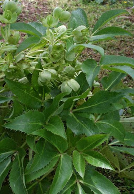 Helleborus lividus Aiton