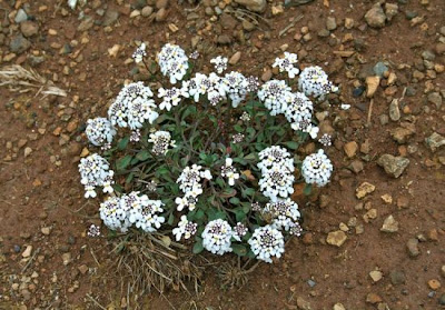 Iberis integerrima