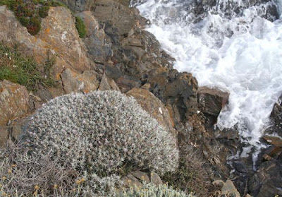 Fiordaliso spinoso