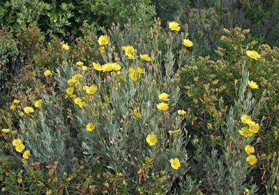 Halimium halimifolium,
Cisto giallo,
Yellow Sunrose
