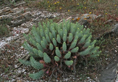 Anabulla Anabulla