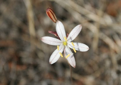 Urginea fugax,
Red Sea Squill,
Scilla filiforme