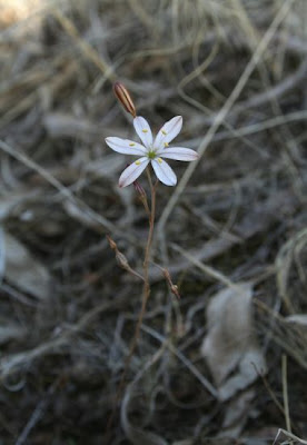 Urginea fugax,
Red Sea Squill,
Scilla filiforme