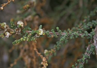 Salsola vermiculata L.