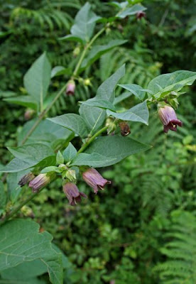 Belladonna Belladonna