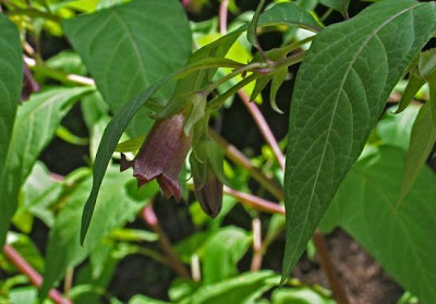 Belladonna Belladonna
